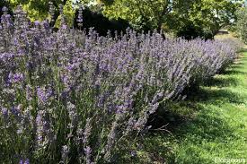 See more ideas about lavender, lavender fields, lovely lavender. Lavender Flowers 28 Common Types Uses Grow And Pictures Florgeous