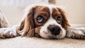 Why Do Dogs Have Whiskers Over Their Eyes Dog Discoveries