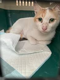 Prayers for Mits, a cat diagnosed with rare Angio sarcoma cancer