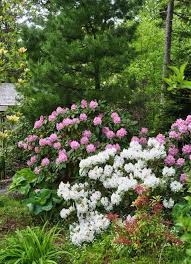 How To Grow Azaleas And Rhododendrons Azaleas Landscaping Azaleas Garden Flower Garden