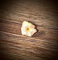 Image result for Tabernanthe elliptica