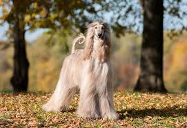 Although their long, luscious locks require regular grooming to keep them looking their best, you can take pride in the beauty and silkiness of their coats. Very Large Long Haired Dog Breeds Pet S Gallery