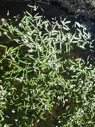 Image result for Aponogeton stuhlmannii