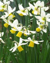 Narcissus Jack Snipe In 2020 Narcissus Daffodils Narcissus Bulbs