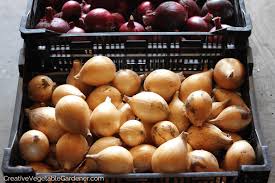 There's never a time when onions aren't ready for harvesting. Wicwzga6y1scdm