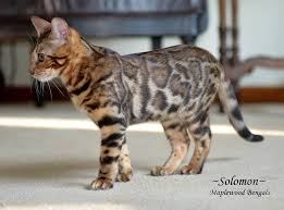 Did you know that there are certain hypoallergenic cat breeds that might not provoke your allergies? Bengal Cat Bengal Cat Bengal Kitten Hypoallergenic Cats