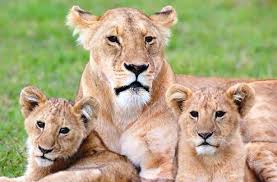 Image result for female lion and cub