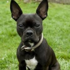 We did not find results for: Bug Dog Breed Information And Facts