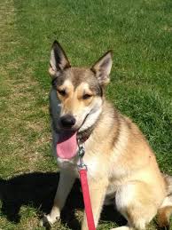 Er ist ein 4 jahre alter rüde. Schaferhund Mischling 936179