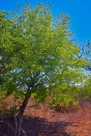 Image result for Brachystegia spiciformis