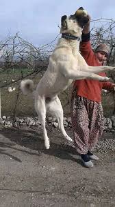 Kangaltv Adli Kullanicinin Kangal Dogs And Woman Kangal Kopegi Ve Kadin Panosundaki Pin Kangal Kopegi Kopek Hayvanlar