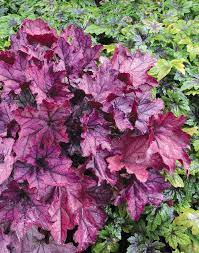 Spellbound coral bells heuchera 'spellbound' plant patent #24103. Heuchera Spellbound Terra Nova Nurseries Inc