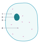Simple basic plant cell diagram. File Simple Diagram Of Plant Cell En Svg Wikimedia Commons