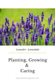 Lavender Is A Perennial Plant Originated From Mediterranean And Asia Most Lavender Species Are Cultivated In Warm Areas For Man Plants Growing Lavender Garden