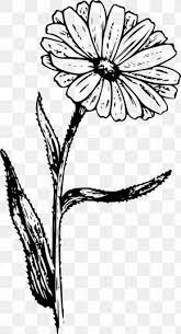 This will become the flower's stem. New England Aster Images New England Aster Transparent Png Free Download