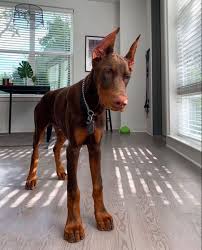 Doberman Dobermanpinscher Dog Dogsofinstagram Dogs Dobie Dobermansofinstagram Dobermanpride Dobermann K In 2020 Doberman Dogs Doberman Pinscher Dog Cute Dogs