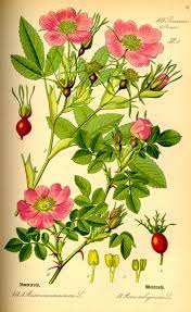 Maybe you would like to learn more about one of these? Rosales Wikipedia