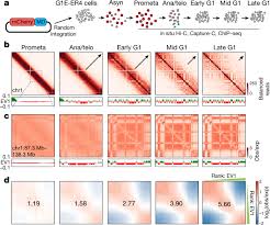 What happens in the growth phases of the cell cycle? Chromatin Structure Dynamics During The Mitosis To G1 Phase Transition Nature