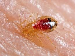 Usually, they are brown or black in color with specks of white on their backs. Carpet Beetle Rash Vs Bed Bug Bites Prime Pest Control London