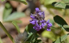 Image result for Medicago sativa