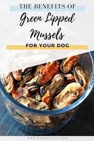 Green Lipped Mussels And The Benefits For Dogs Bark With It In 2020 Green Lipped Mussel Dog Food Recipes Healthy Recipes