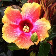 Beautiful Hibiscus Flower I Saw At Home Depot Hibiscus Flowers Flowers Hibiscus