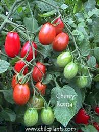 The roma tomato plant grows in a compact bush, and when tended well, can produce a massive yield. Chileplants Com Cherry Roma Live Tomato Plant
