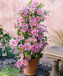 Check spelling or type a new query. Clematis Piilu Trees And Shrubs From Spalding Bulb Clematis Plants Planting Flowers Climbing Flowers