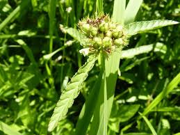 Image result for Melochia