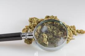 Maybe you would like to learn more about one of these? House Approves Marijuana Research Bill Days After Voting To Federally Legalize Cannabis Marijuana Moment