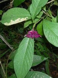 Image result for Psychotria auxopoda