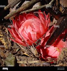 Image result for Thonningia