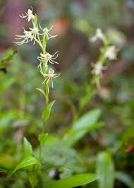 Image result for Habenaria schimperiana