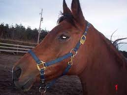 Trapped dirt can irritate the horse's skin and even create sores in extreme cases. Here S How To Put A Bridle On Your Horse Horses Horse Care Horse Training