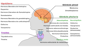 Sistema Endocrino Organos Y Funciones Glandula Pituitaria Sistema Endocrino Hormonas