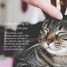 A Sow Blinking Cat Is Saying I Love You Find How To Help Your Cat Live Longer And Healthier With The Help Of Natural Blends From Cats Cat Quotes Crazy Cats