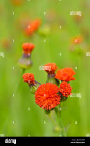 Image result for Emilia coccinea