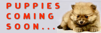 That's certainly one way someone may breed their purebred dog to sell the puppies but then not find homes for all the purebred puppies. Pets Habitat Dubai Pet Store Grooming Salon