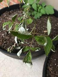 Check spelling or type a new query. Why Are My Raspberry Plant Leaves Curling And Wilting Drying Out Gardening
