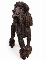 Toy poodles will cost between $750 to $1,200. Poodle Haircuts Styles Expert Groomer Explains