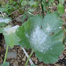 A quick way to get rid of ants on your crops is by blasting them with water. Simple Steps To Prevent Powdery Mildew Finegardening