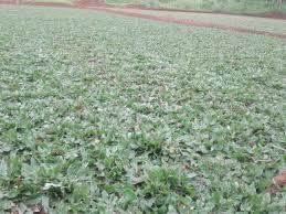 Spesifikasi rumput gajah mini : Harga Rumput Gajah Mini Terbaru Taman Tanaman
