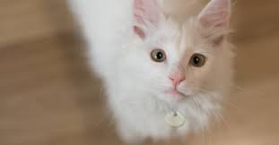 Chat is not ready yet. Meet The White Cat Breeds Petfinder