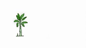 You can get more information on the gardening know how blog, here… growing banana trees from seeds Growing Up Without Seeds Bananas Banabio S A