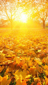 Sky wallpaper phone is a wallpaper which is related to hd and 4k images for mobile phone, tablet, laptop and pc. Red Sun Shining Autumn Leafs Wallpaper Hd Mobile Desktop Wallpaper