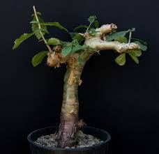 Image result for Commiphora pteleifolia