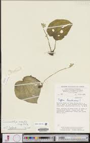 Image result for Melastomastrum segregatum