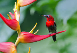 Beautiful Birds And Flowers Wallpaper Manu Iwi Fotos De Flores Passaros Fotos