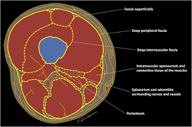 The articularis genus muscle, the final component of extensor mechanism, arises from the distal. Fasciae Of The Musculoskeletal System Mri Findings In Trauma Infection And Neoplastic Diseases Insights Into Imaging Full Text