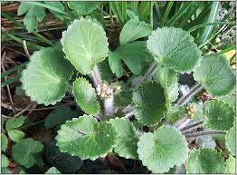 Image result for Galiniera saxifraga